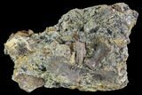 Cretaceous Crocodile Metacarpal - Aguja Formation, Texas #88743-2